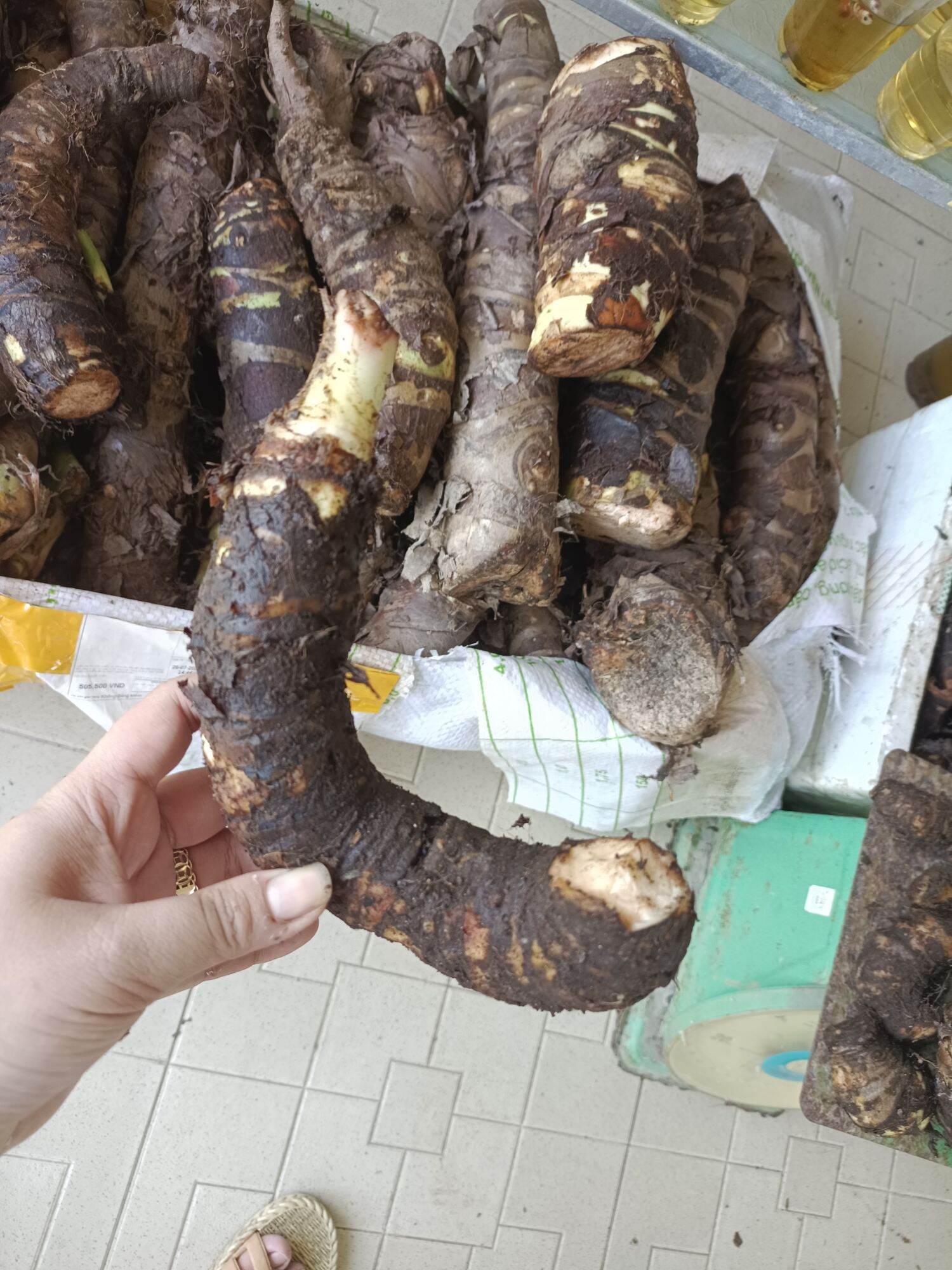 3 Cùi củ bạc hà núi ( cây ráy) giống