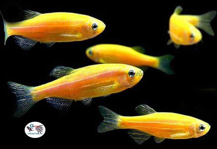 3 con sọc ngựa vàng dễ nuôi, nuôi không cần oxi, cá lanh lẹ nên hay bay nhảu ra ngoài .