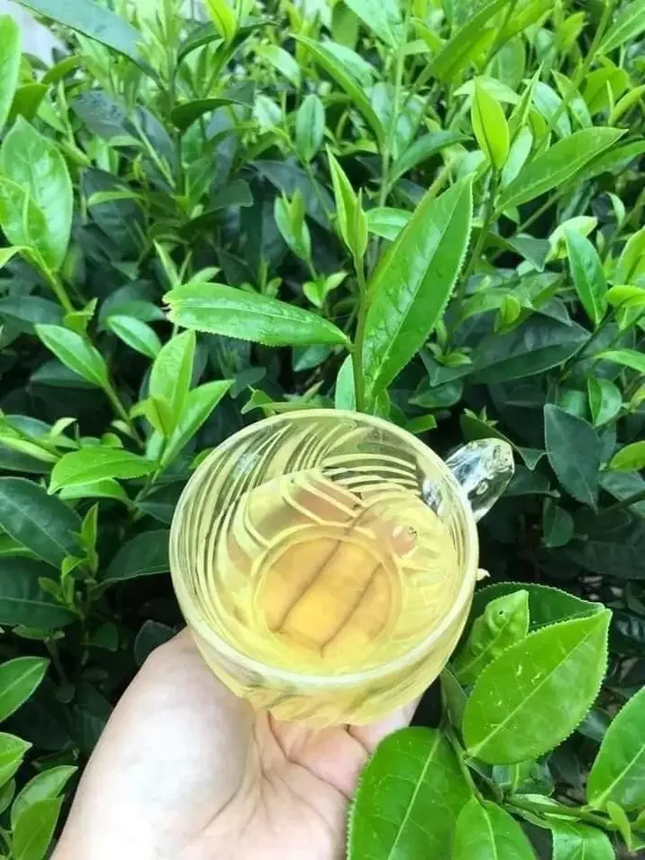 cây  trà xanh tân cương, bầu to, cao 30-50cm. như hình