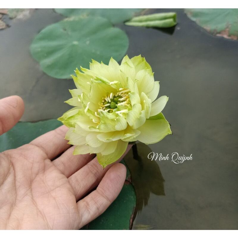 Củ sen mini Snow White (Biển tuyết)