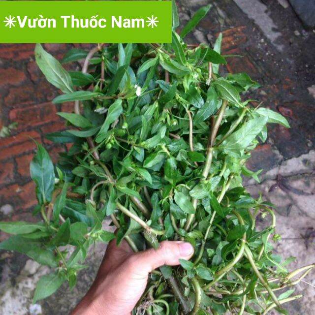 1kg cỏ mực tươi vườn nhà oganic xạch