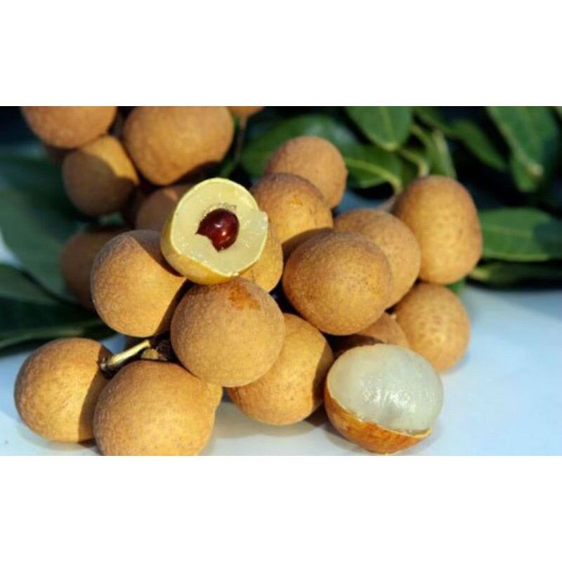 cây giống nhãn IDO thái