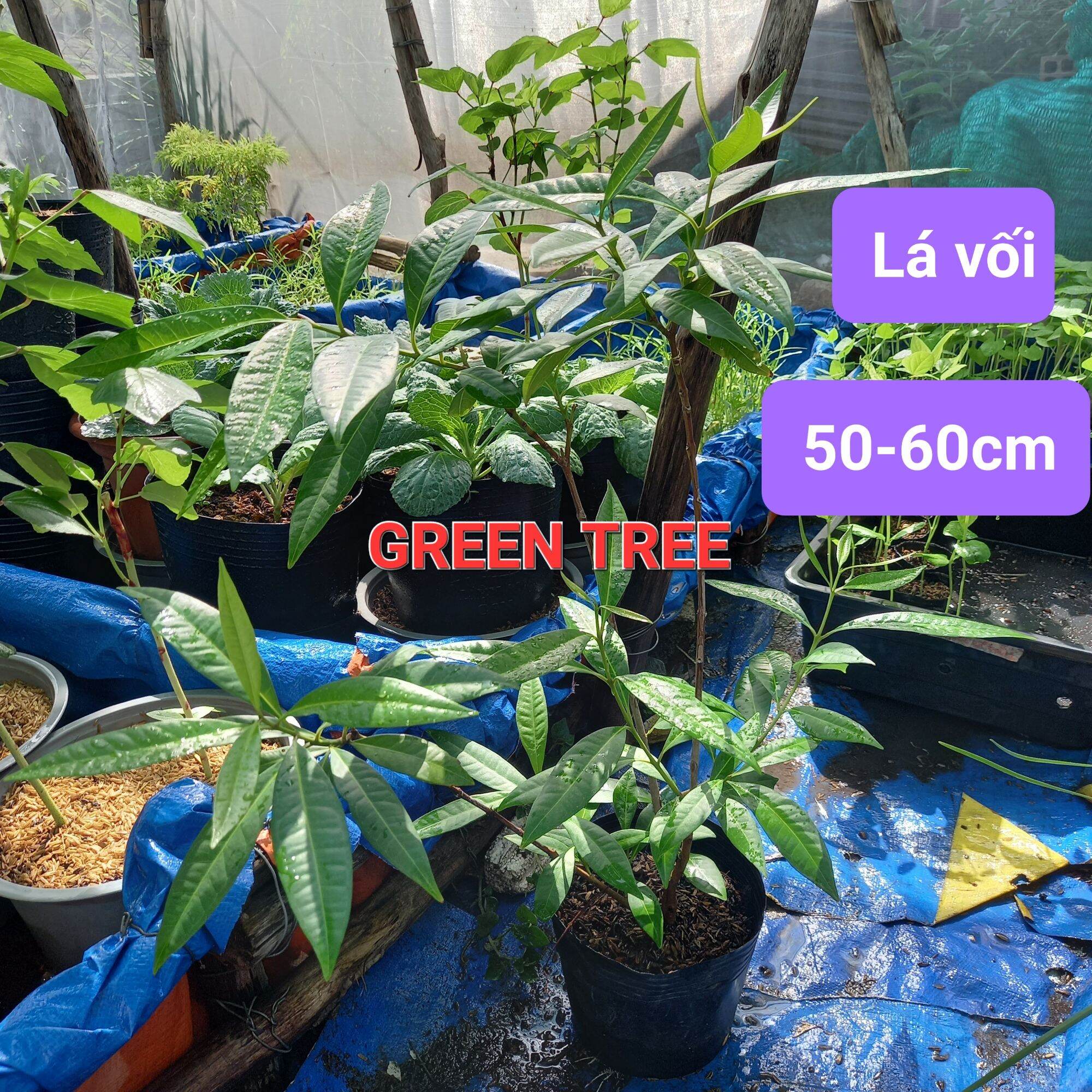 Cây giống lá vối nếp