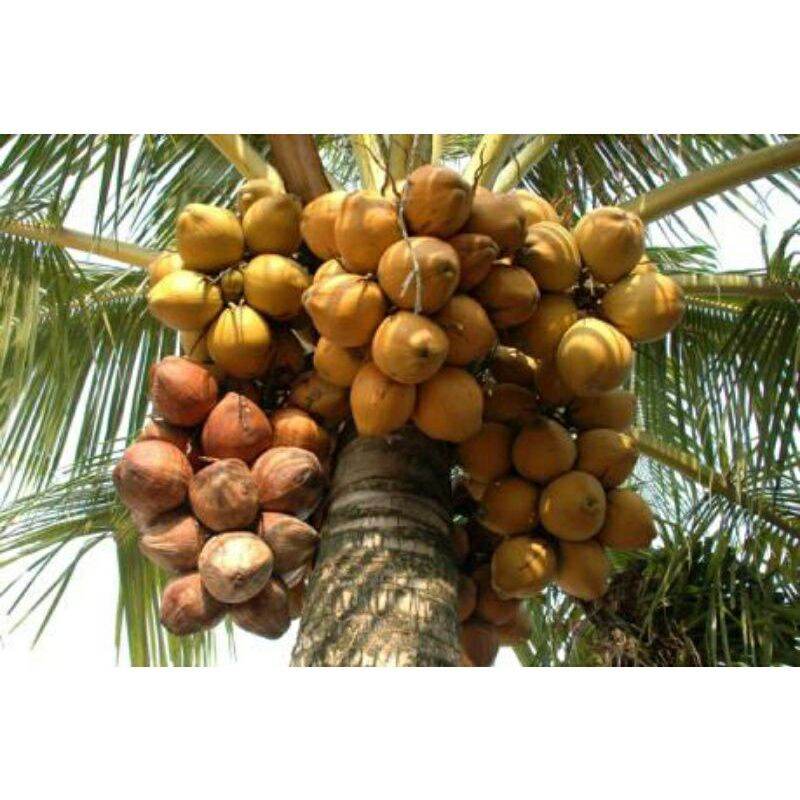 CÂY GIỐNG DỪA XIÊM ĐỎ
