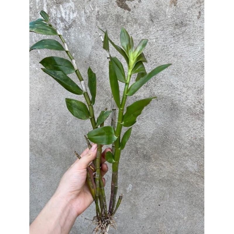Hoa Lan denro xuân(1 khóm 2-3 thân) HOA TẾT