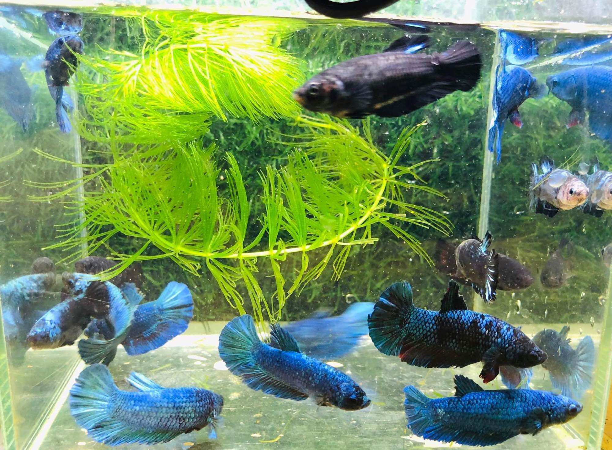 Thuỷ Sinh Betta Black Blue - Hàng cao cấp