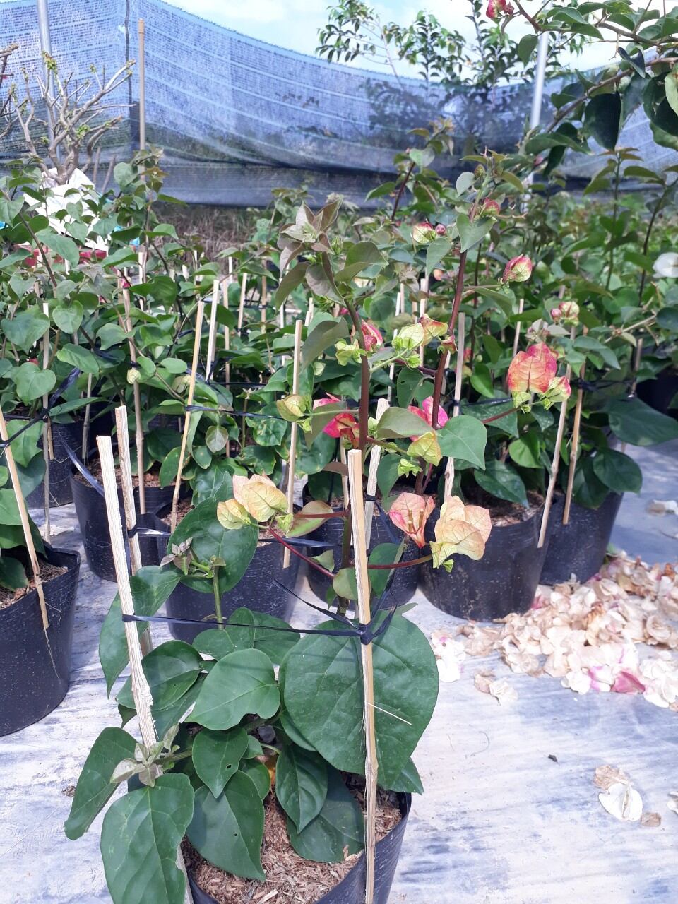 HOA GIẤY ẤN ĐỘ (CÂY NHƯ ẢNH SỐ 4,5)