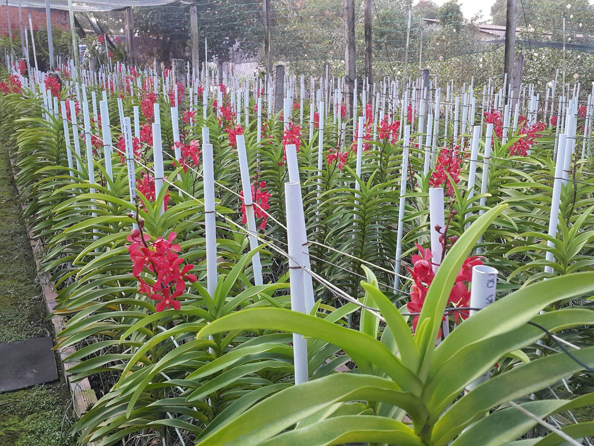 10 cây lan giống mokara