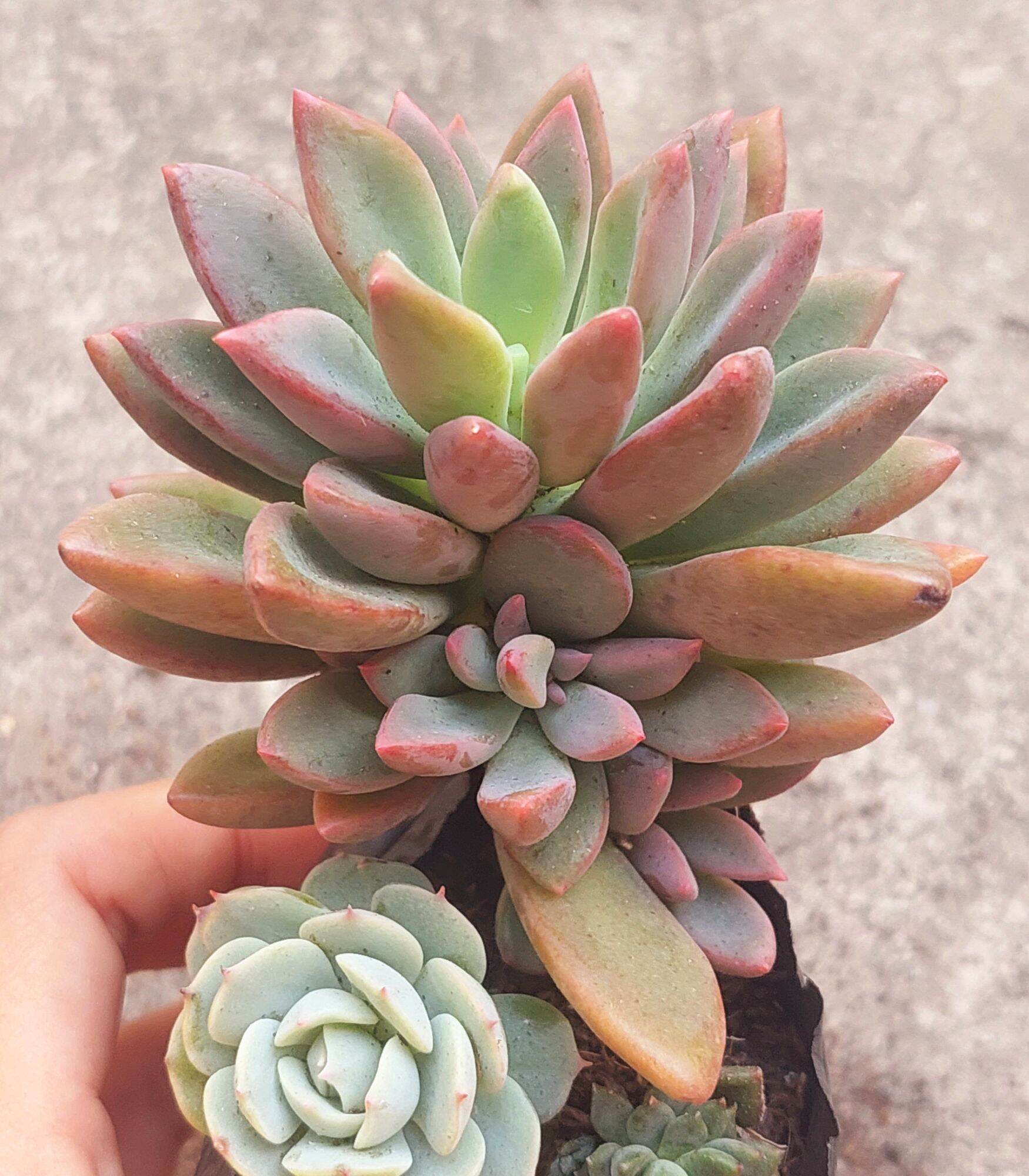 Sen đá AURORA GEM size bầu 5-6cm