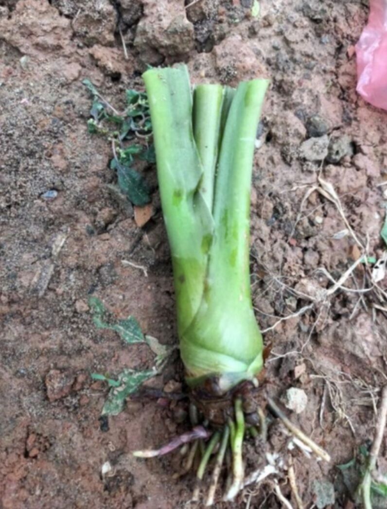 Cây Ráy Voi ( trồng sân vườn, tiểu cảnh)