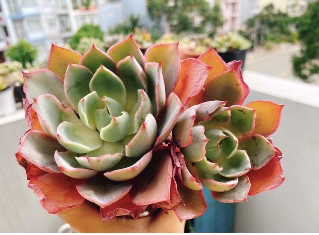 Sen đá hera thụ 2 đầu, đang lên màu đẹp