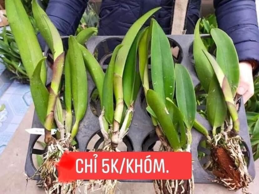 Hoa Lan cát đại(1 khóm)