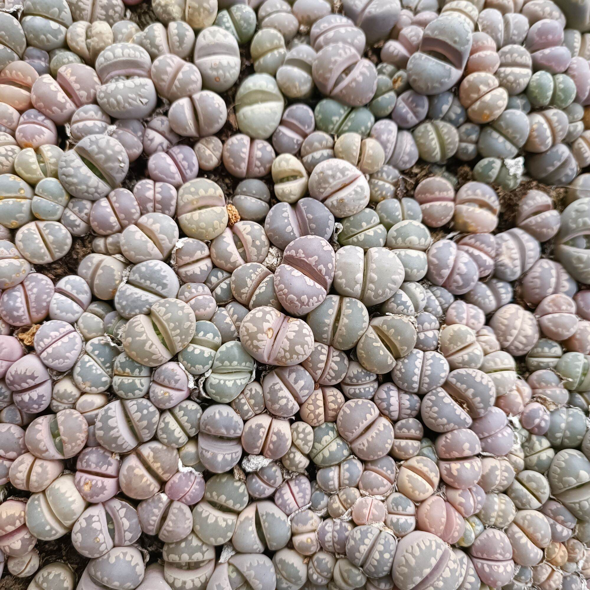 Sale 60% -sen mông vân tròn rất đẹp. 1-1.2cm ,1 cây