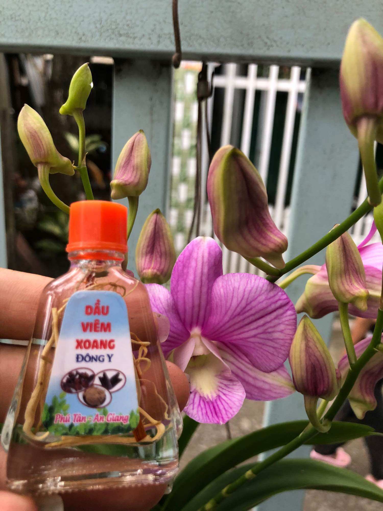 Combo 5 chai dầu viêm xoang trắng 7ml