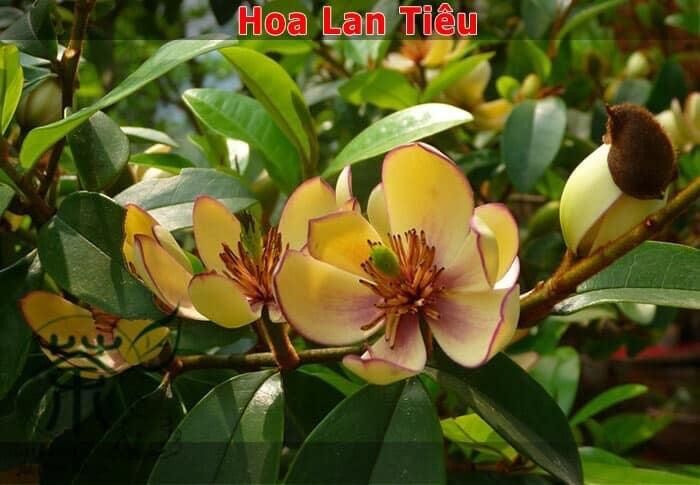 Cây giống hoa lan tiêu(1 bầu hình cuối)