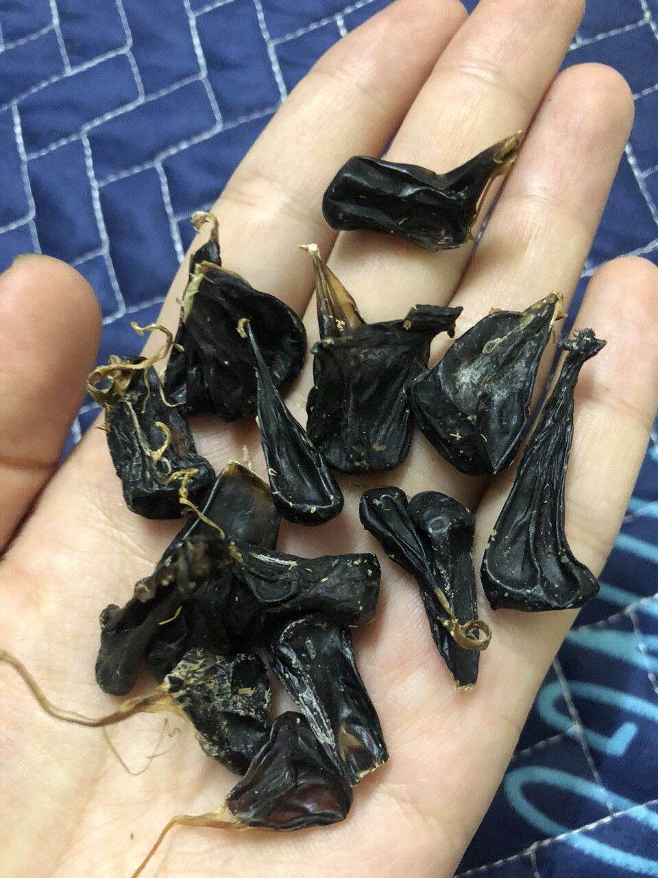 Mật kỳ đà