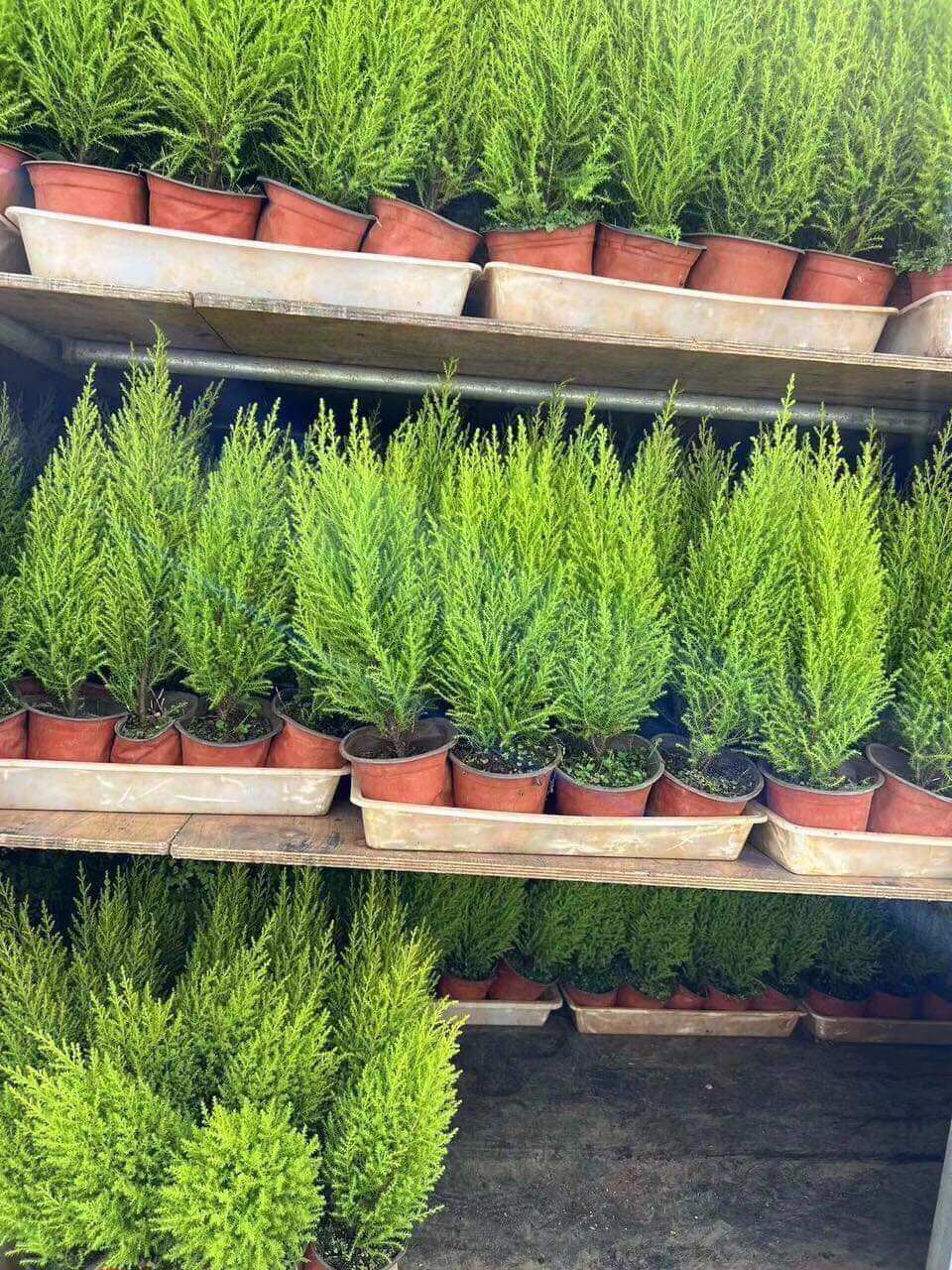 Hạt chùm ngây Khô 500g