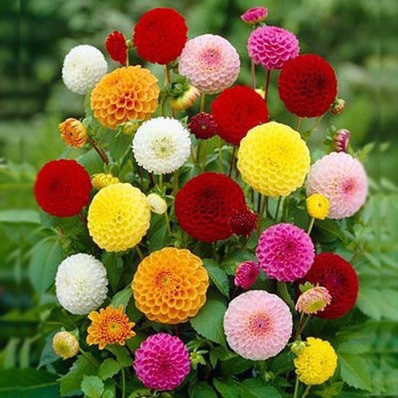 Củ hoa thược dược lùn(hàng nhập) HOA TẾT