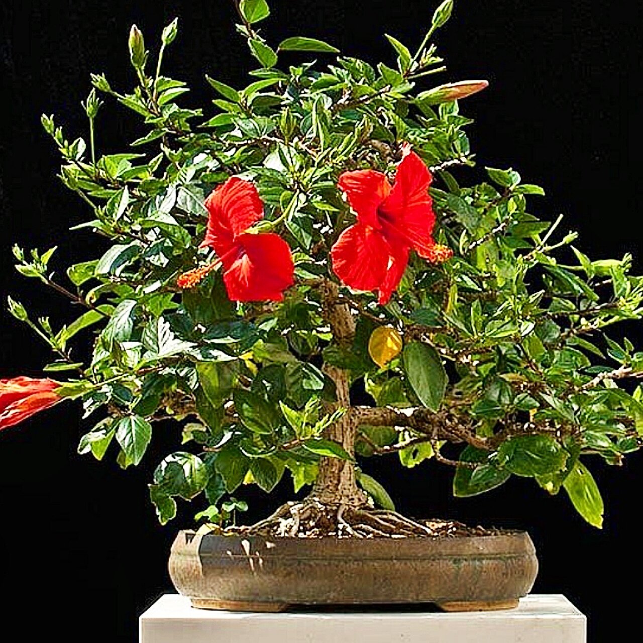 phôi hoa dâm bụt bonsai(10 năm tuổi)