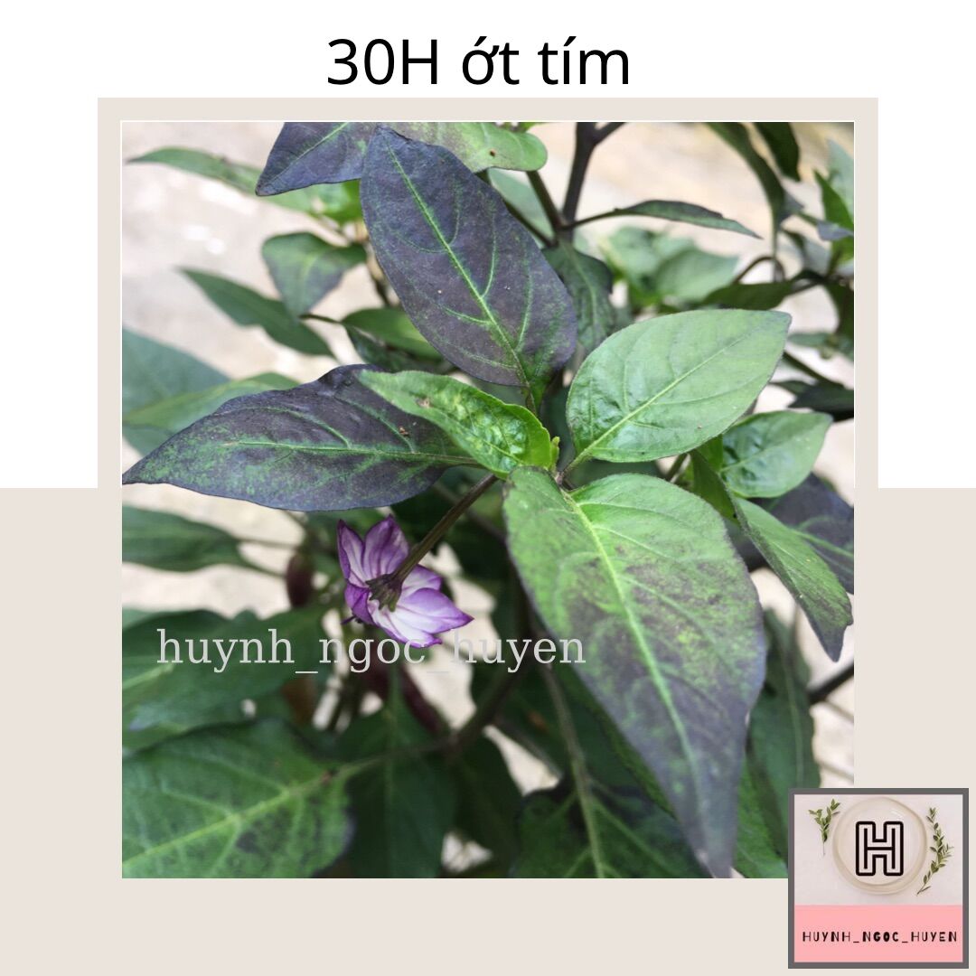 30Hạt giống ớt tím