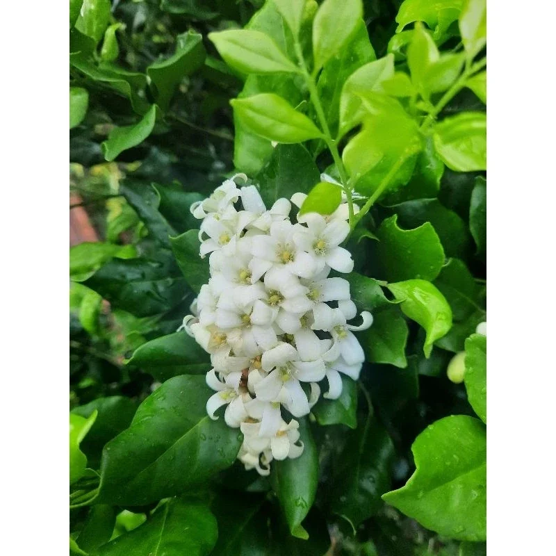 Cây hoa nguyệt quế lá hoa rất thơm, sắp ra hoa