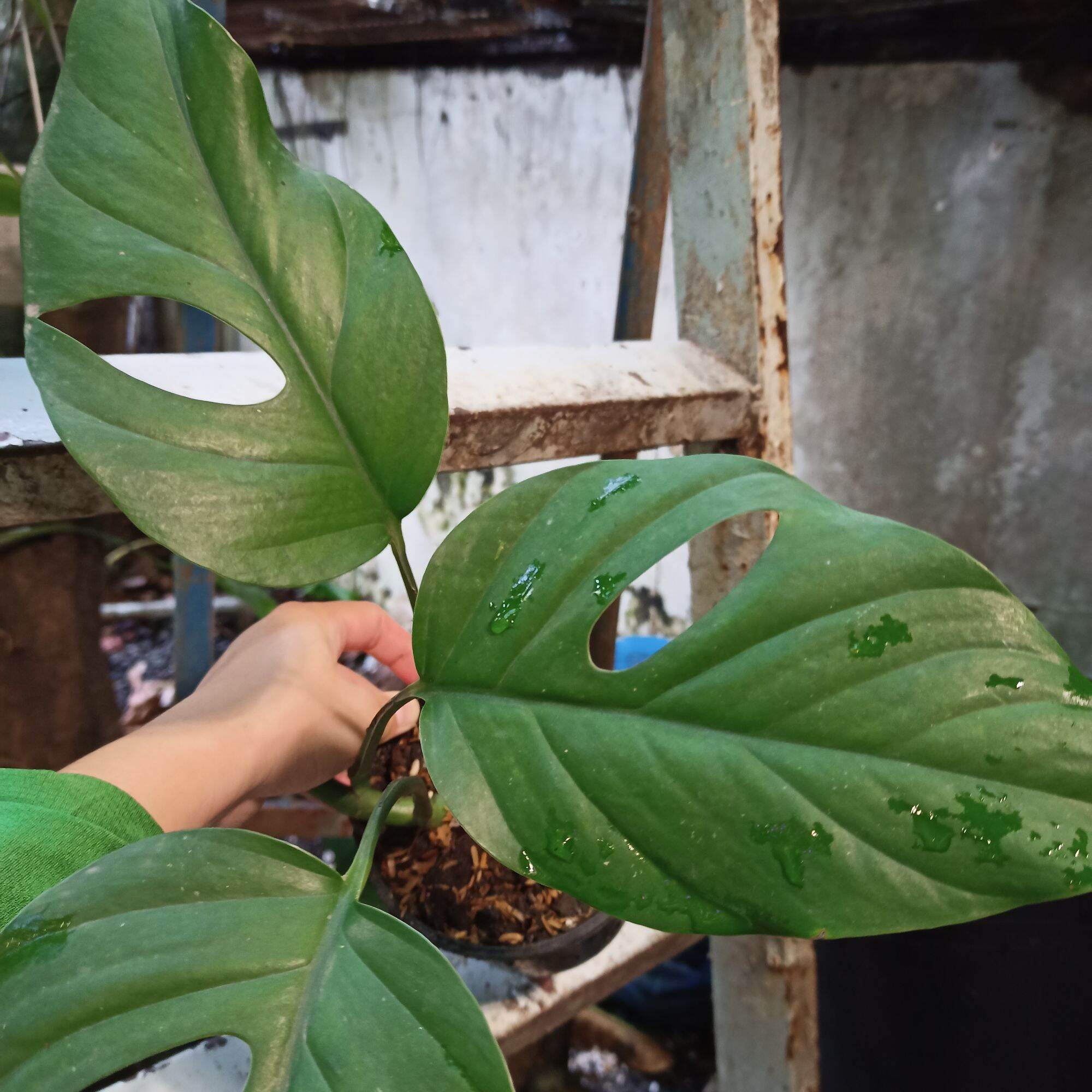 Rhaphidophora pertusa rooted cutting - Node trầu lá xẻ pertusa có rễ