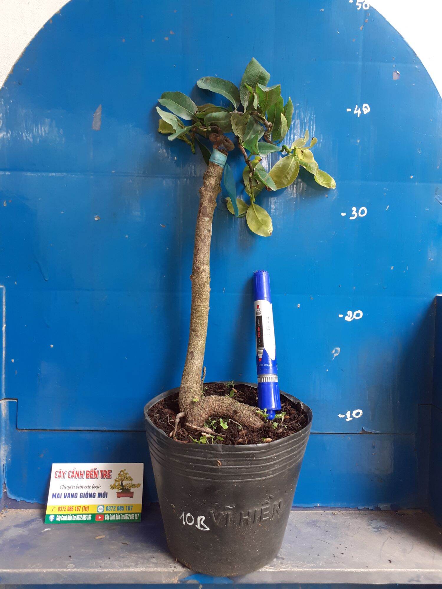 Mai Giảo tự xoắn