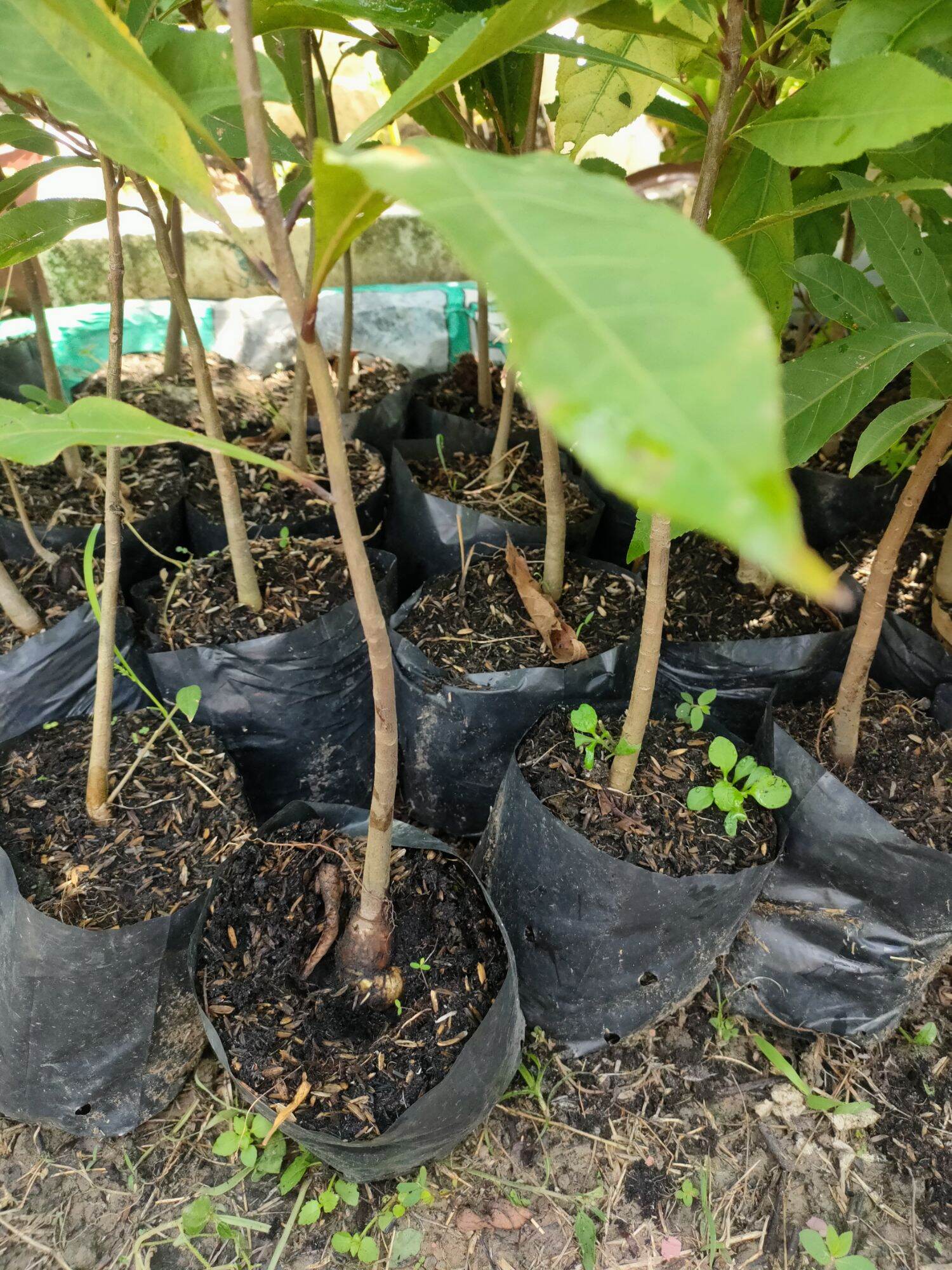 cây lộc vừng hoa đỏ ( cao 50 - 80cm )