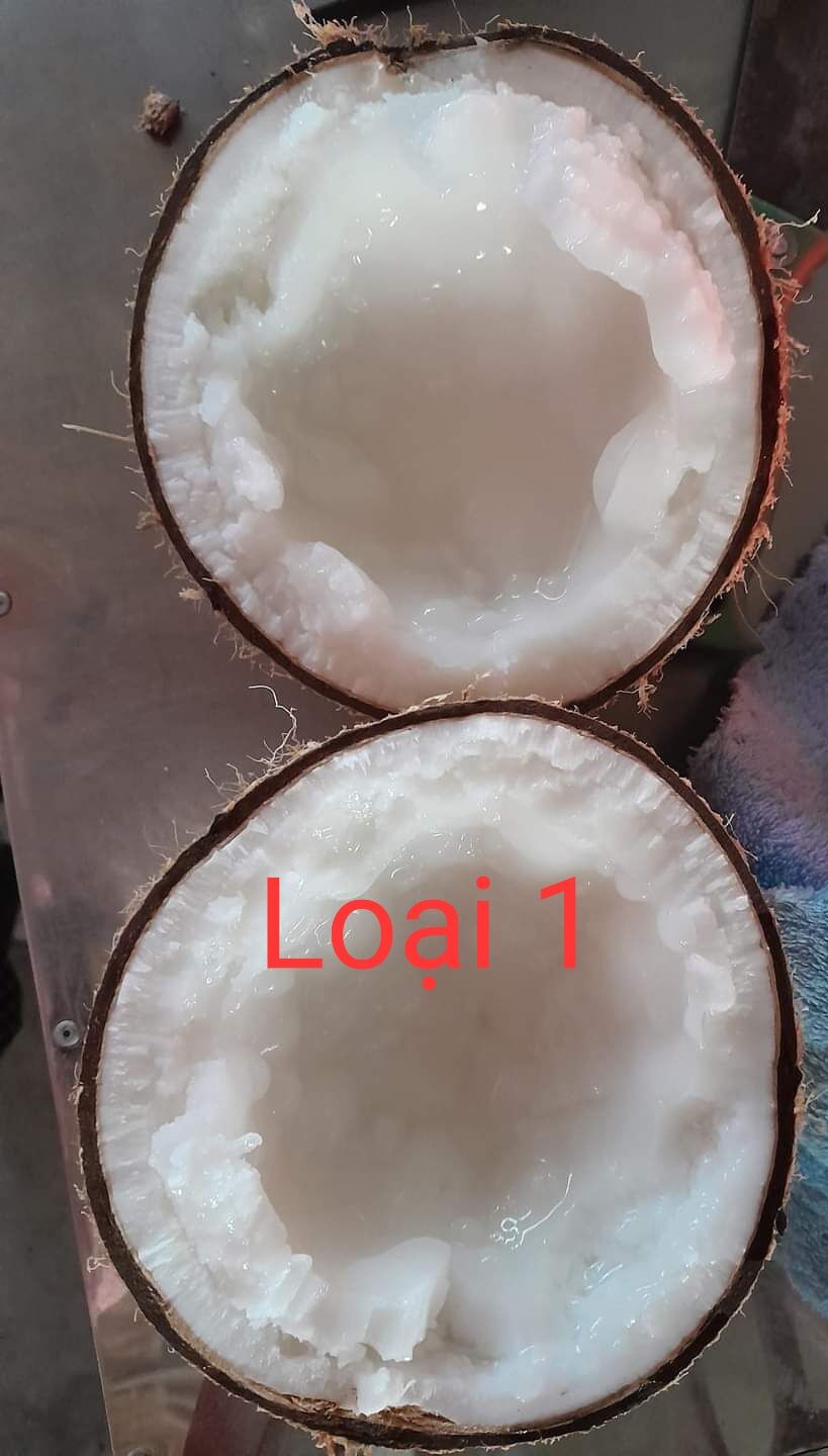 Dừa Sáp Cầu Kè Trà Vinh Cơm Siêu Dày, Nhiều Loại