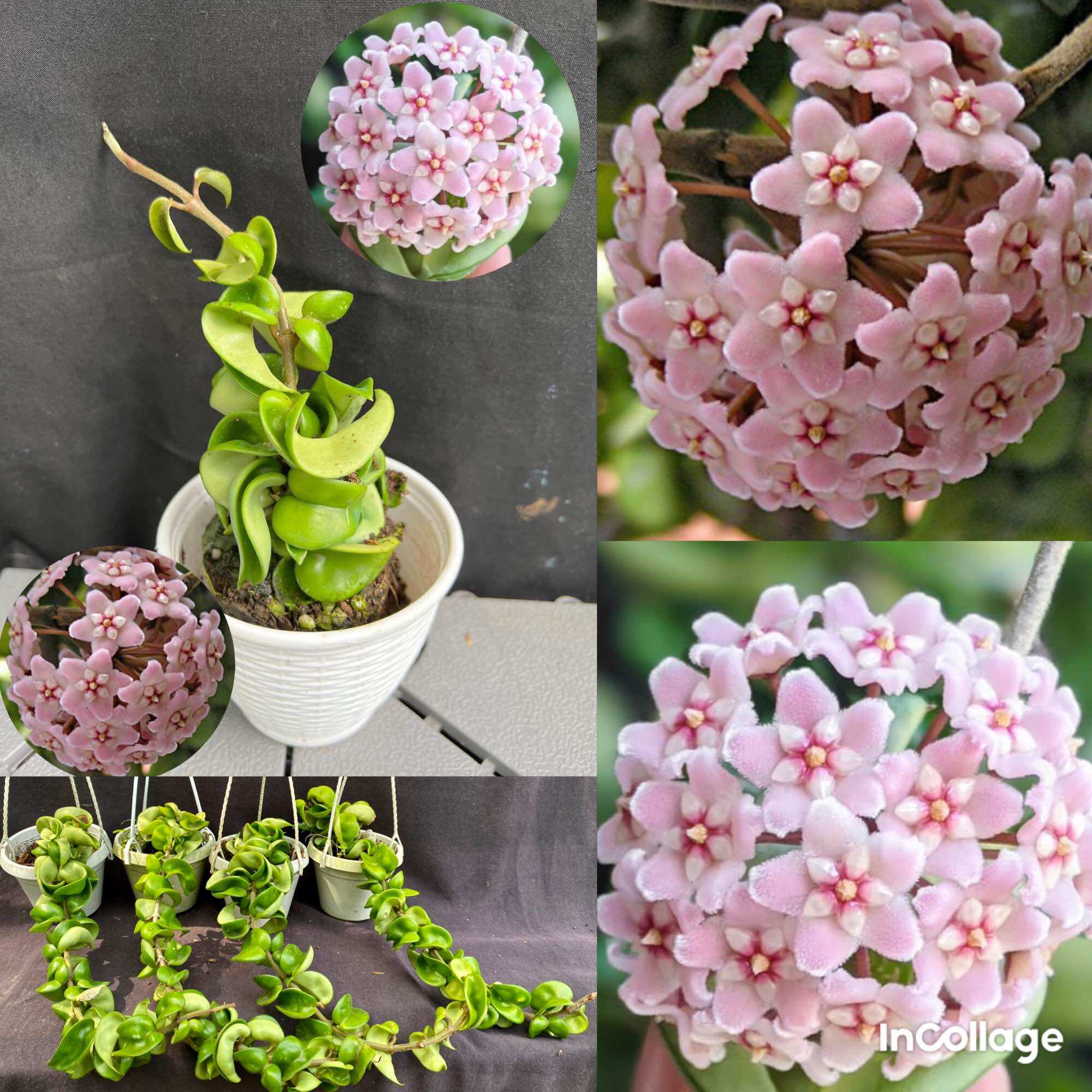 Hoa Cẩm cù Hoya compacta lá xoắn nhiều kích thước, lá và hoa rất đẹp