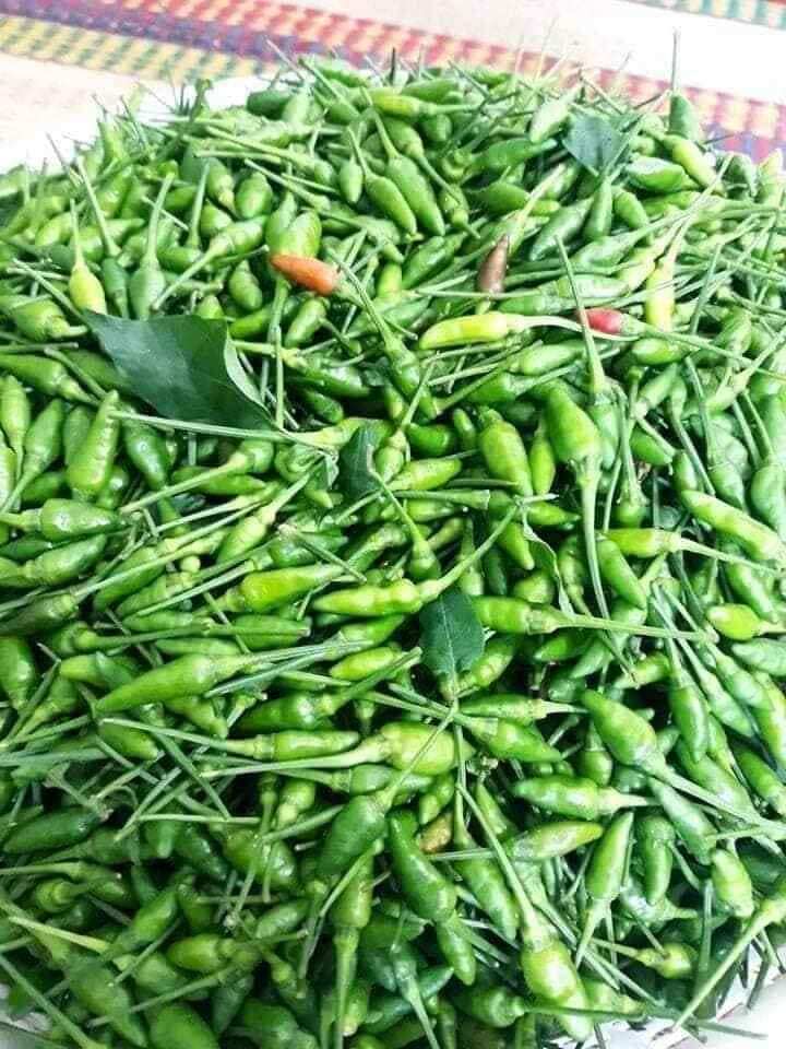 Hạt giống ớt xiêm