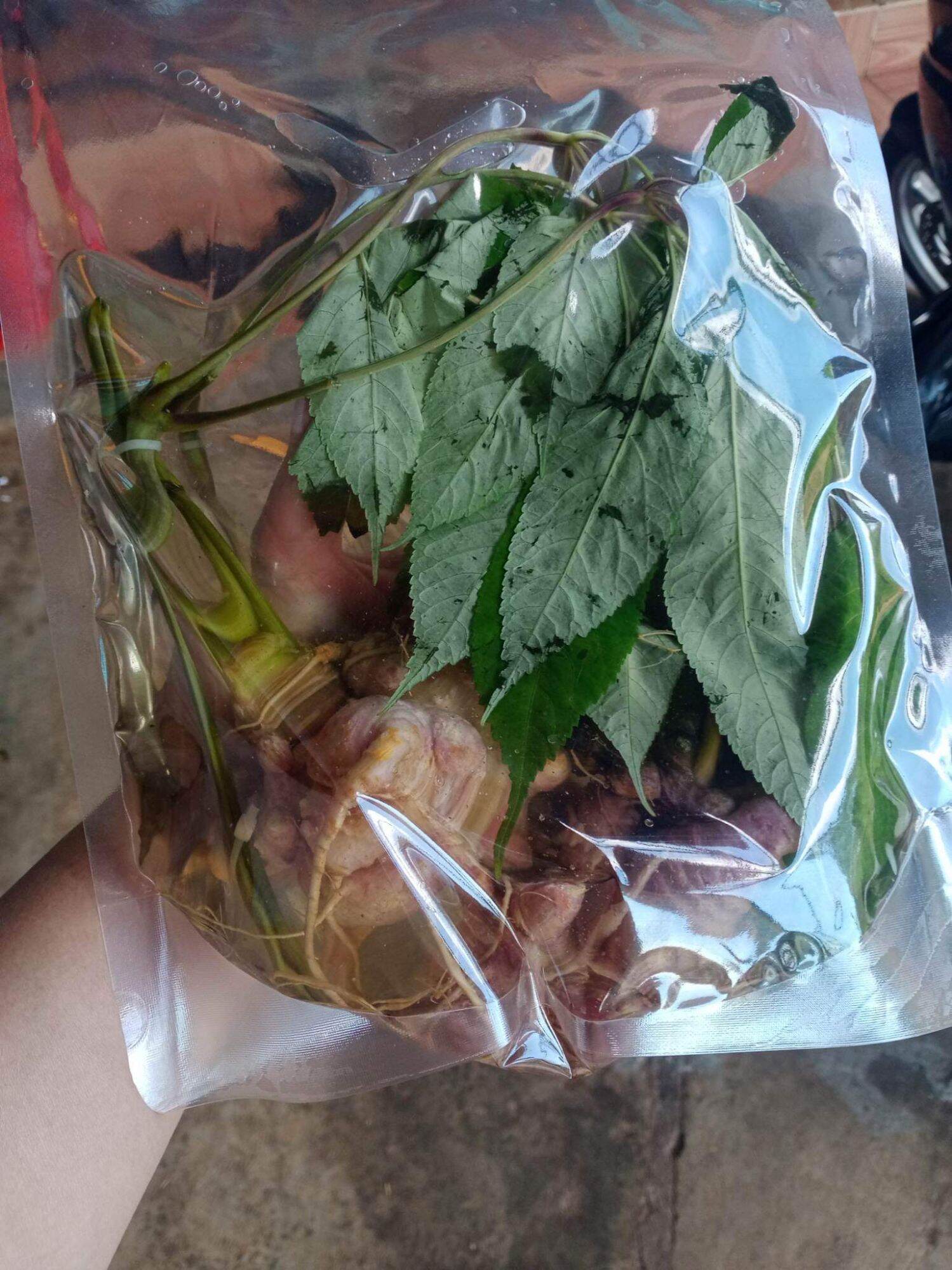2 củ sâm Ngọc Linh trồng (ủ rượu hút chân không gửi)