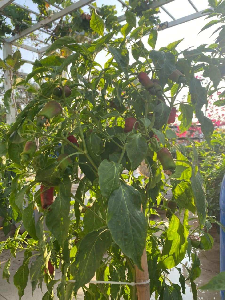 [Seeds] Giống ớt cu tí, số lượng 1 trái