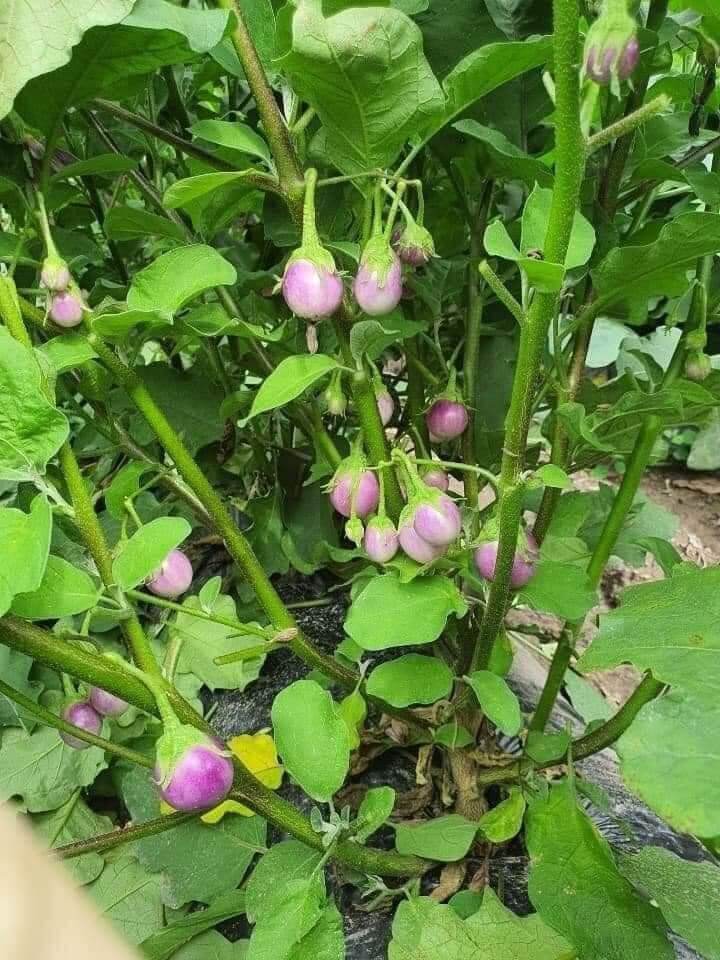 Hạt giống cà pháo tím
