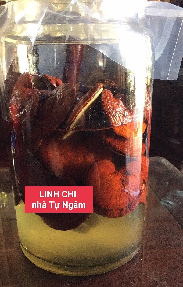 Rượu Linh Chi