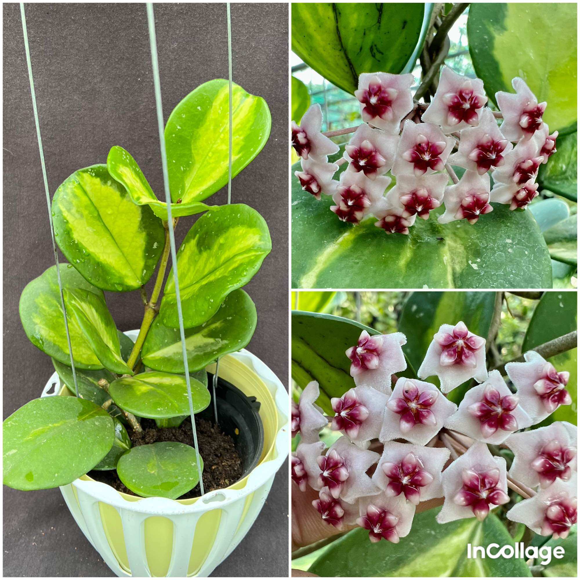 Hoa Cẩm cù Hoya Obovata var nhiều kích thước, hoa và lá rất đẹp