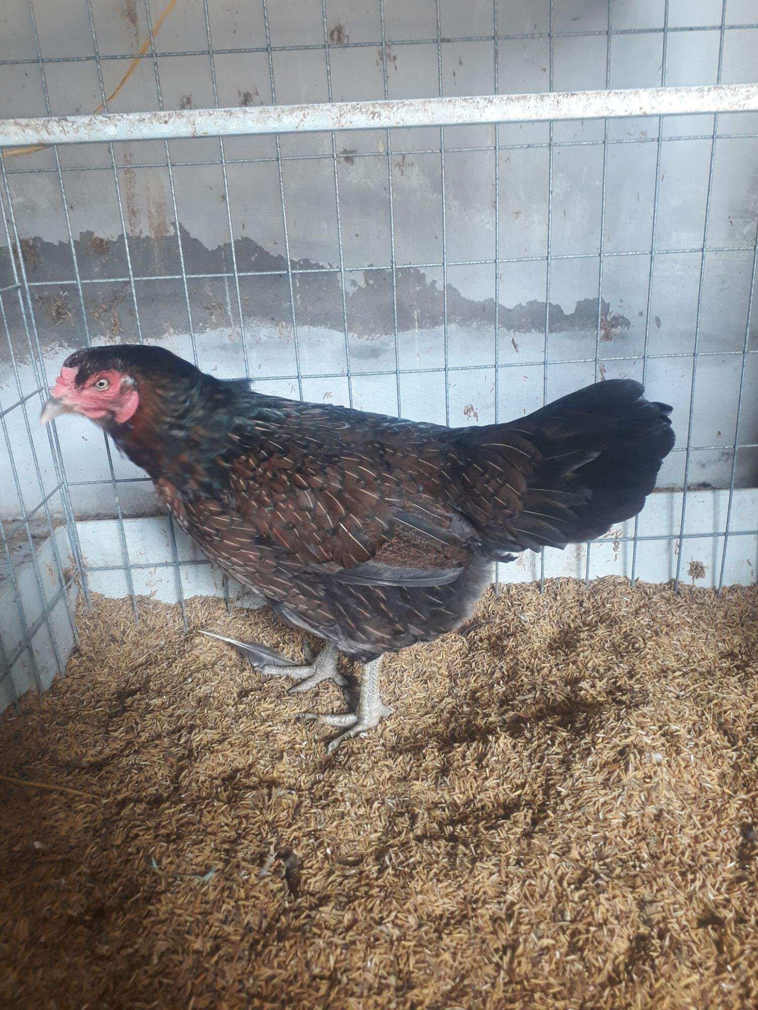 GÀ LƯỠNG NHÃN ,BỔN GÀ CỰC HIẾM  . 10 TRỨNG GÀ NÒI SIU MỸ LỚN KÝ ẤP NỞ CON GIỐNG .GÀ NỌC 3K9