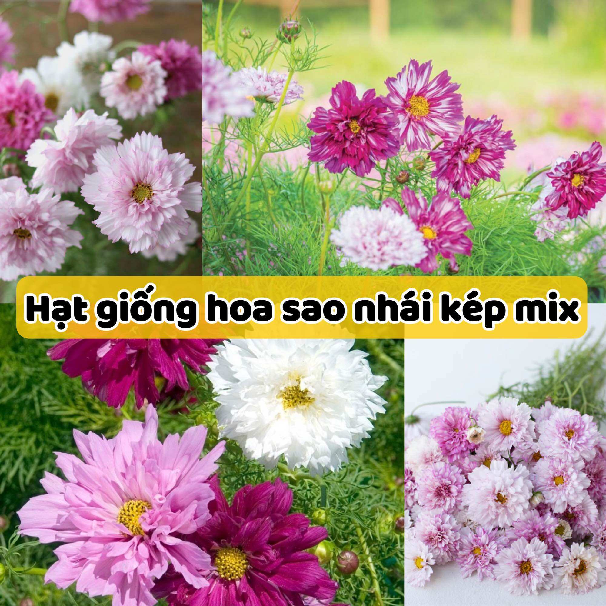 Hạt giống hoa cúc sao nhái cánh kép nhiều màu - dễ trồng