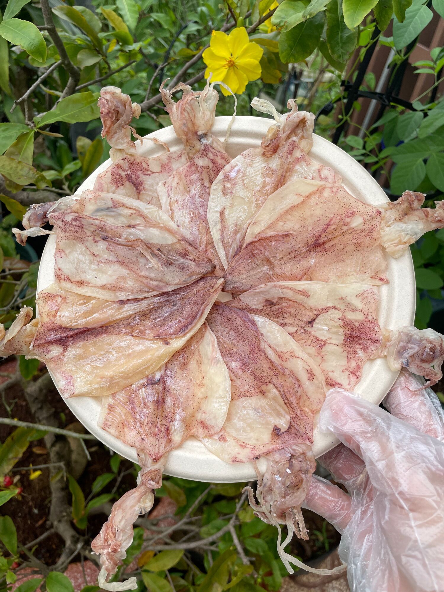 200g mực khô size 70-80 con/1kg...khô đảo nam du