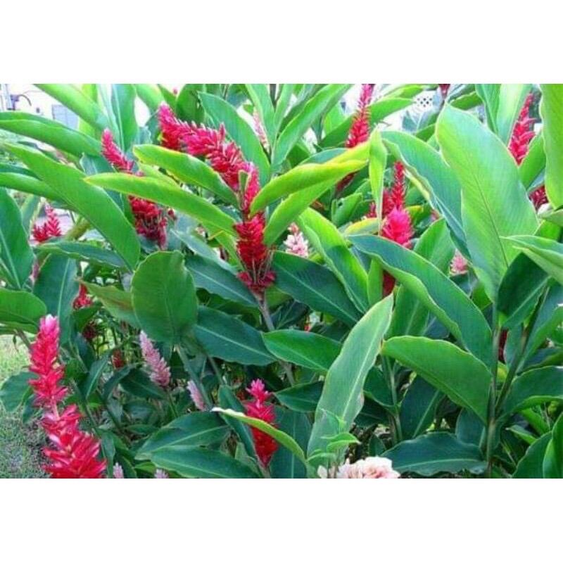 Củ hoa giềng tía