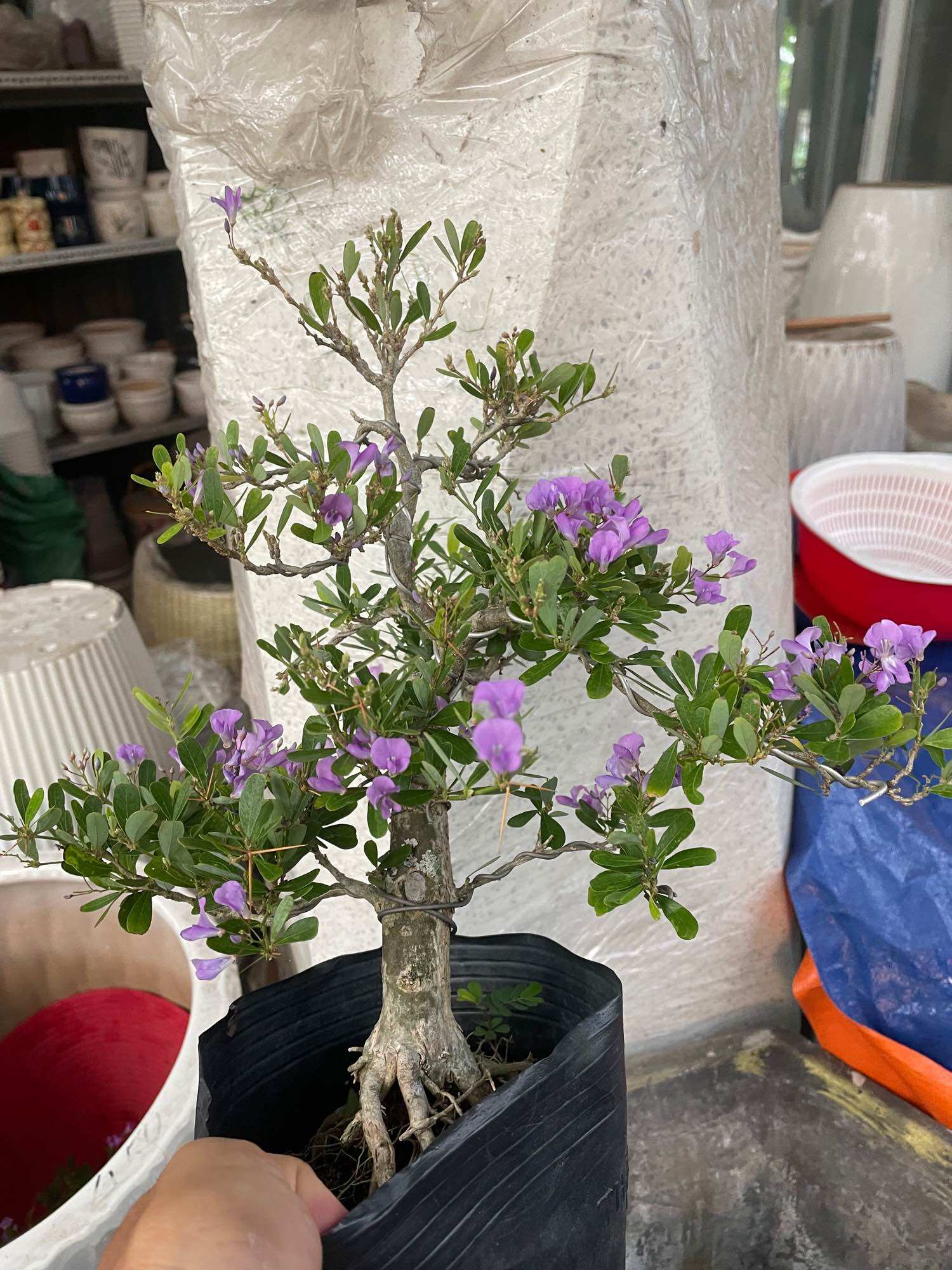 Linh sam siêu bông hoa thơm bonsai (gốc nữa cổ tay)