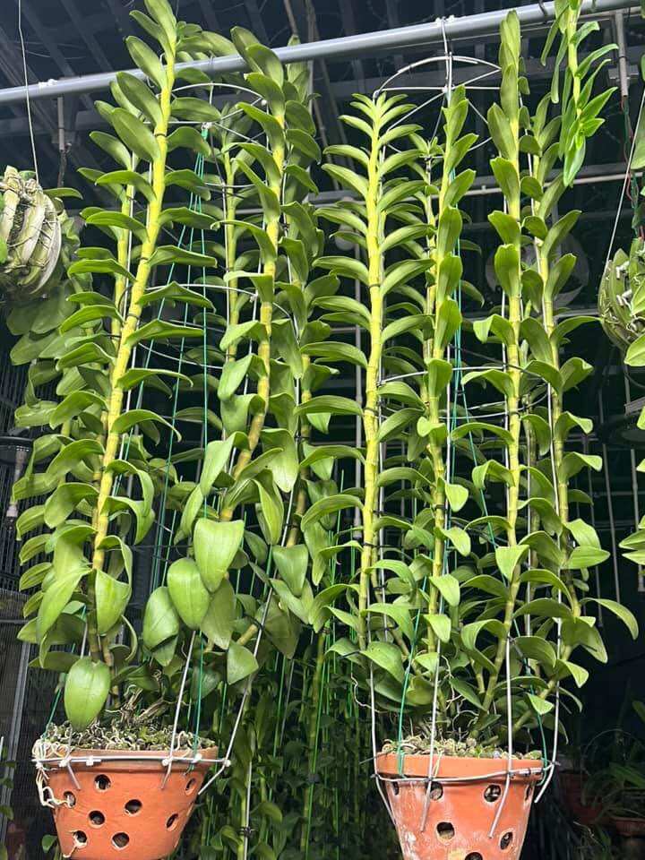 Thuốc trị nấm bệnh Antracol