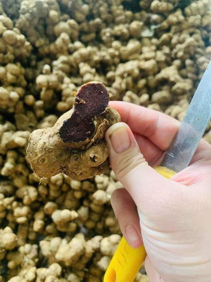 Gừng đen1kg củ già lâu năm mọc tự nhiên ở rừng