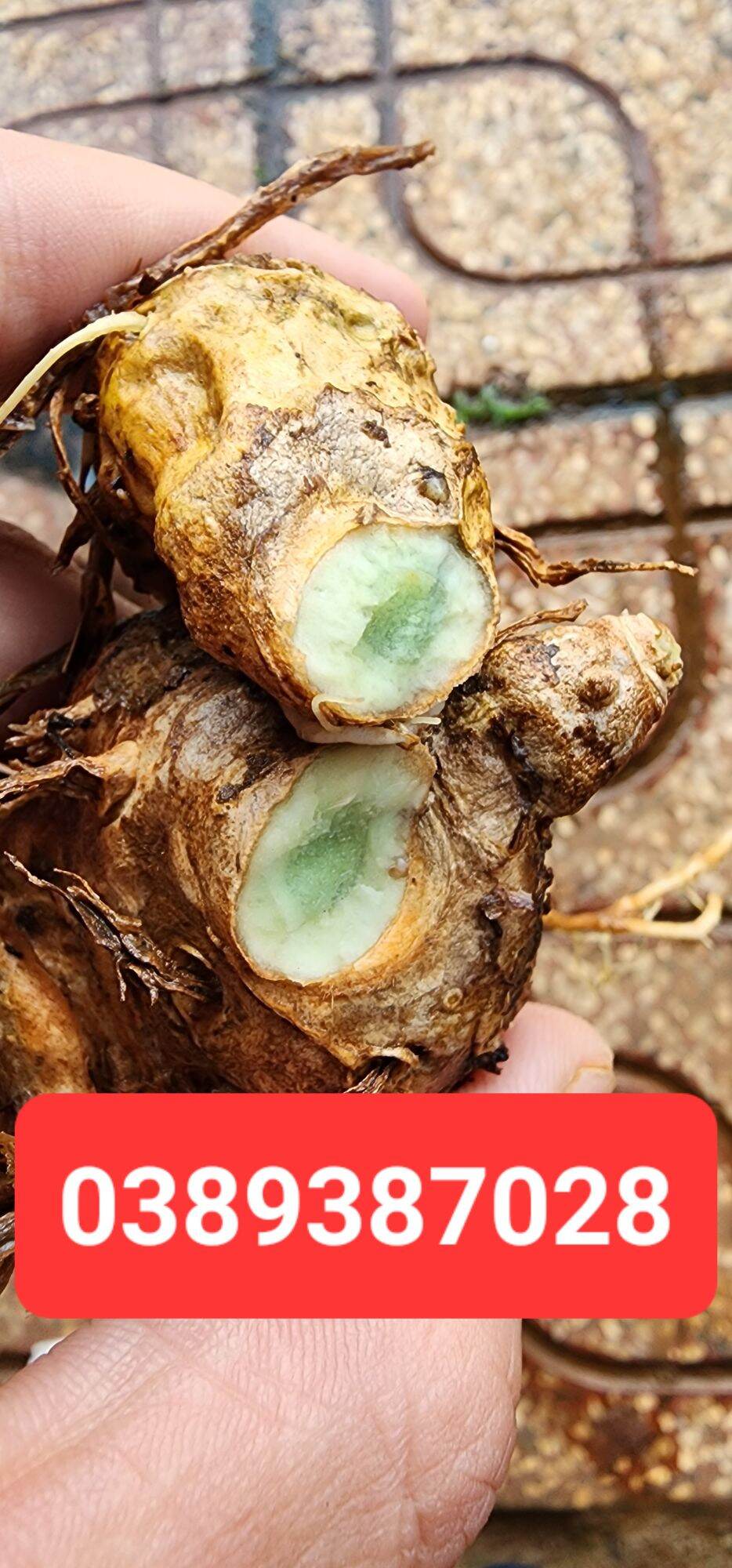 của ngải xanh lá cây,500g