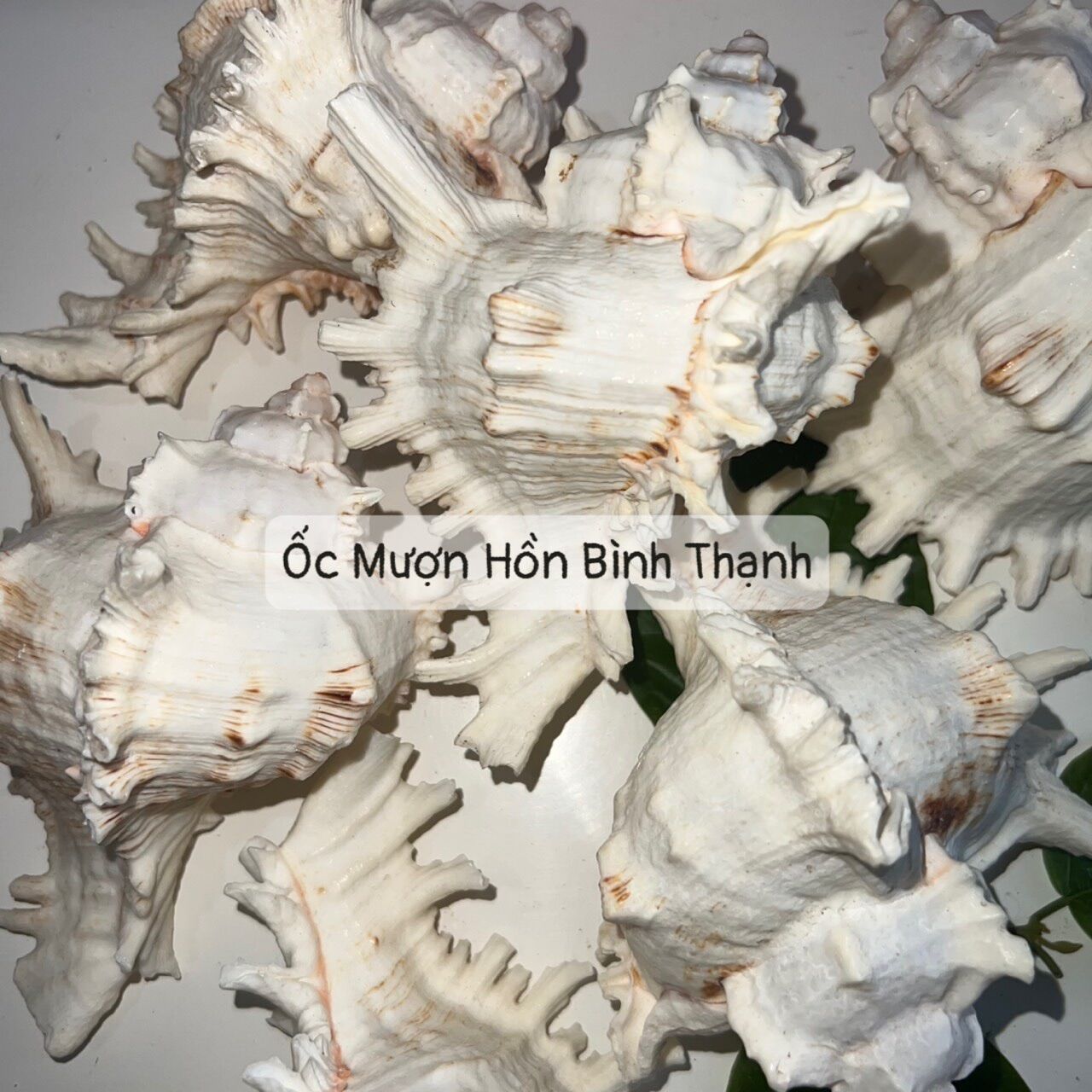 Vỏ Ốc Gai - OMHBT