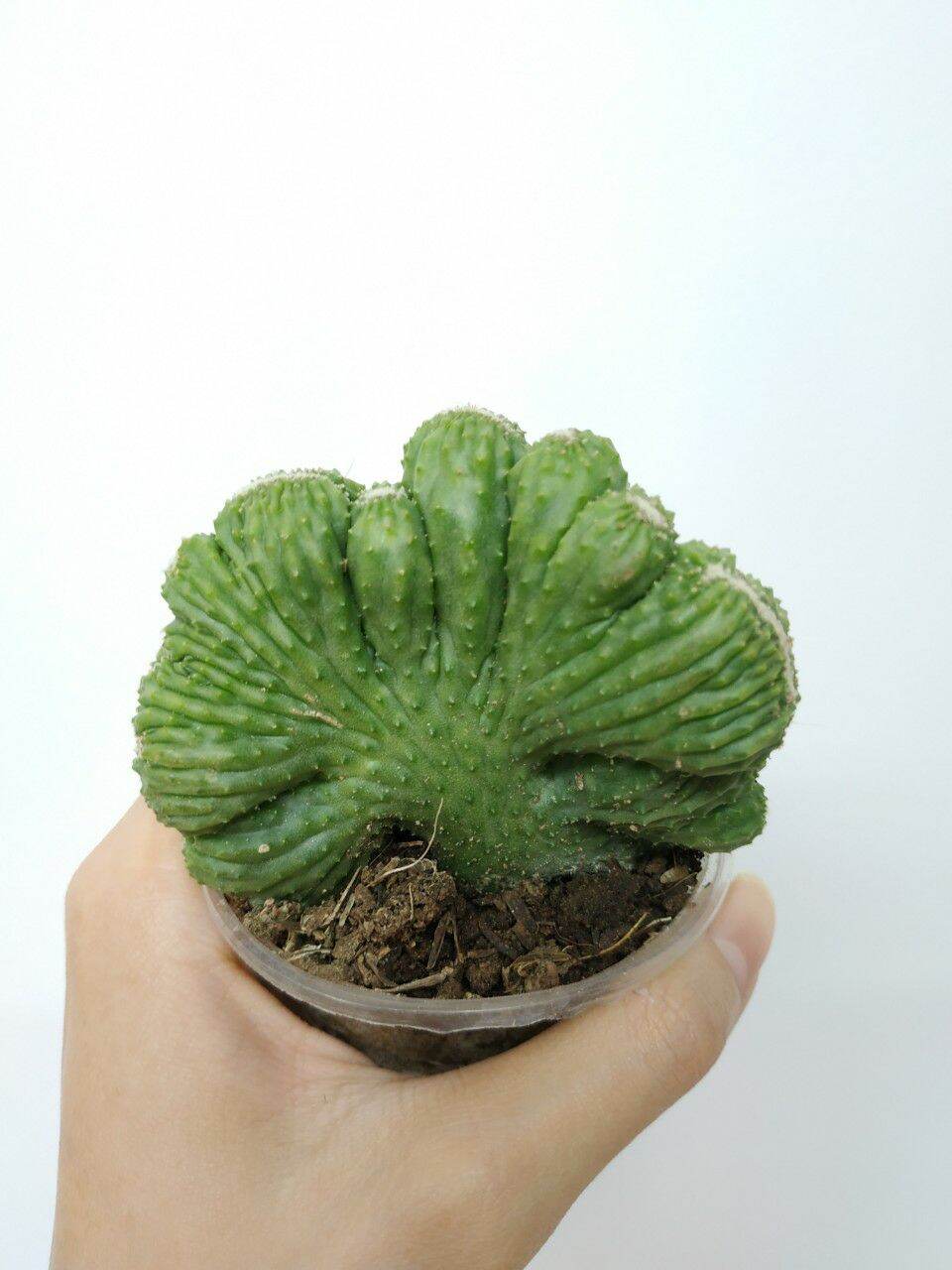Xương rồng THANH SƠN CREST - VÂN SƠN