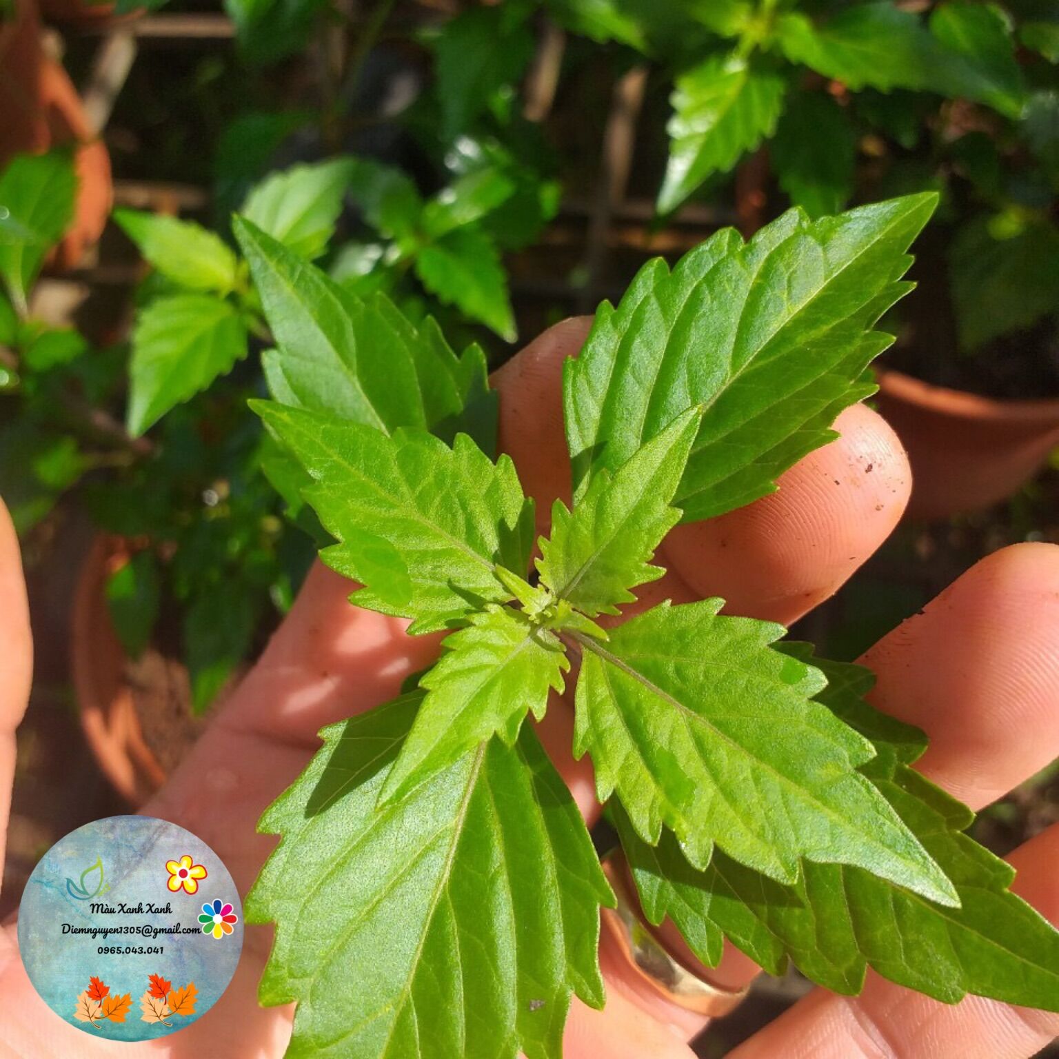 [CG] Cây Râu Mèo 30k/cây