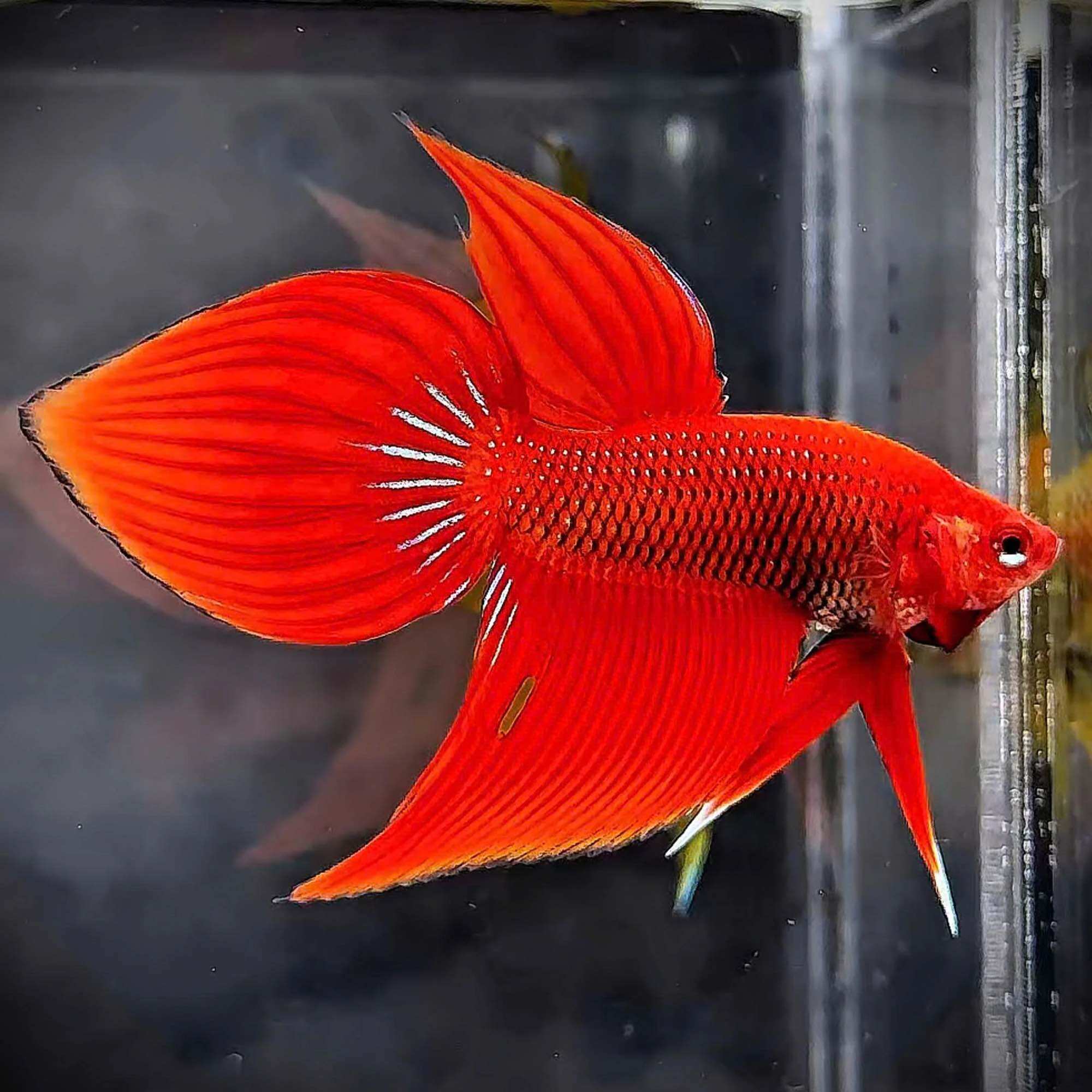 Betta lia thia hoang dã Red Splendens - Hàng cao cấp - trang trí bể cá