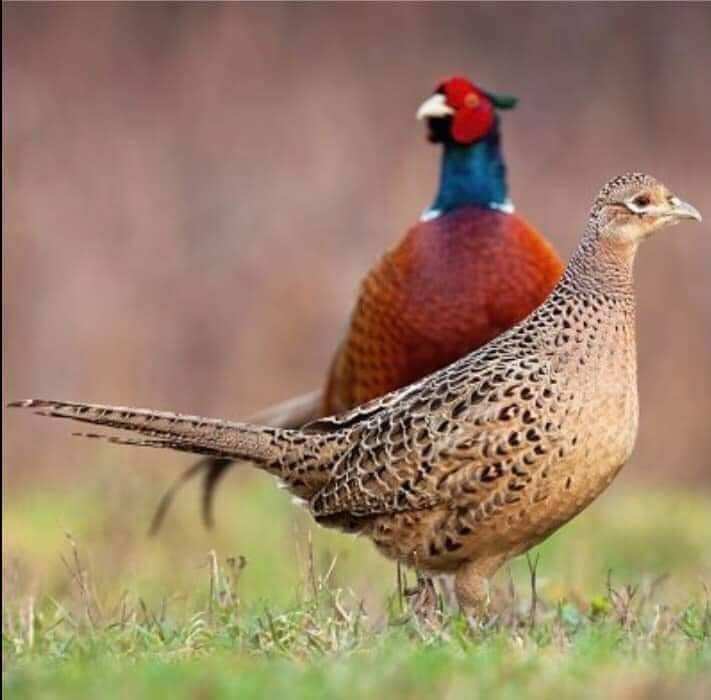 10 trứng chim trĩ về ấp có cồ