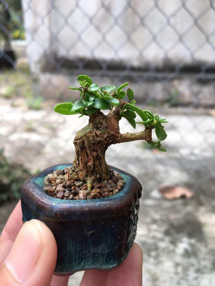 Sam hương siêu mini để bàn